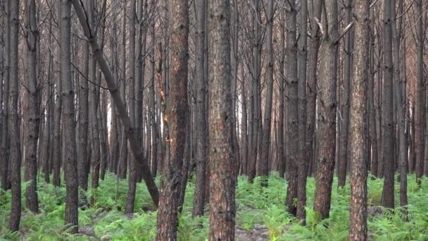 フランスの大規模火災後の松林 焼畑林の景観 火災後の枯死林 森林火災後の新しい緑の植生 高品質の写真 — ストック動画