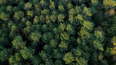 Autumn Forest, Aquitaine, Fransa 'nın En Yüksek Kaliteli Hava Görüntüsü, 4K