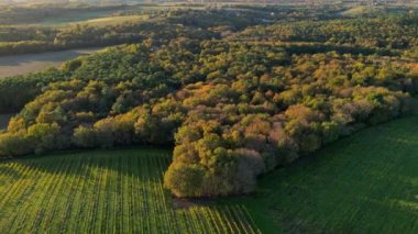 Hava manzaralı Bordeaux üzüm bağı ve gündoğumunda orman, sonbaharda insansız hava aracı ile yapılan film, Entre deux mers, yüksek kalite 4k görüntü