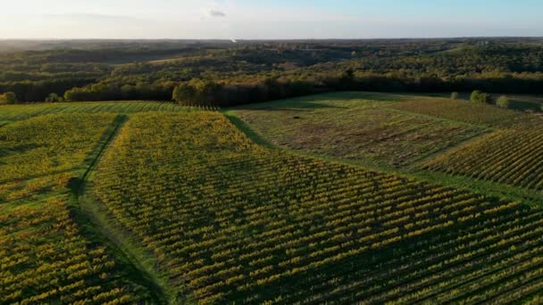 Widok Lotu Ptaka Bordeaux Winnica Las Wschodzie Słońca Film Przez — Wideo stockowe