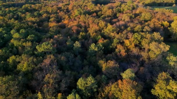 Luftaufnahme Bordeaux Weinberg Und Wald Bei Sonnenaufgang Film Drohne Herbst — Stockvideo