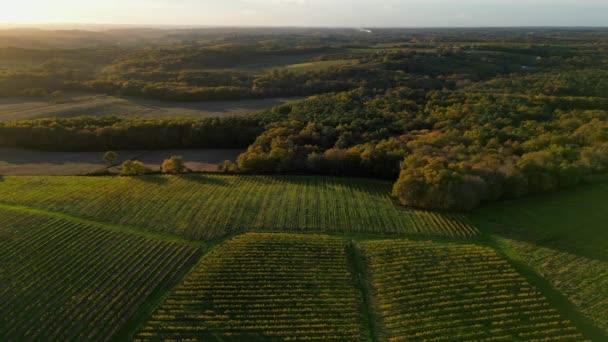 Luchtfoto Bordeaux Wijngaard Bos Bij Zonsopgang Film Drone Herfst Entre — Stockvideo