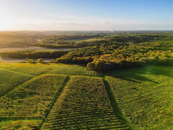 Vista Aérea Bordeaux Vinha Floresta Nascer Sol Filme Por Drone — Fotografia de Stock