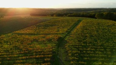 Hava manzaralı Bordeaux üzüm bağı ve gündoğumunda orman, sonbaharda insansız hava aracı ile yapılan film, Entre deux mers, yüksek kalite 4k görüntü