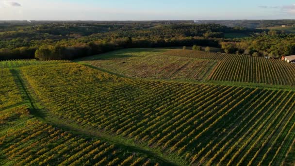 Luchtfoto Bordeaux Wijngaard Bos Bij Zonsopgang Film Drone Herfst Entre — Stockvideo