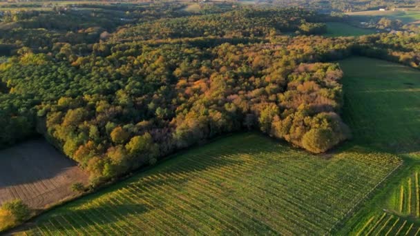 空中ビュー ボルドーワイン畑と日の出の森 秋のドローンによるフィルム エントラルデューメール 高品質の4K映像 — ストック動画