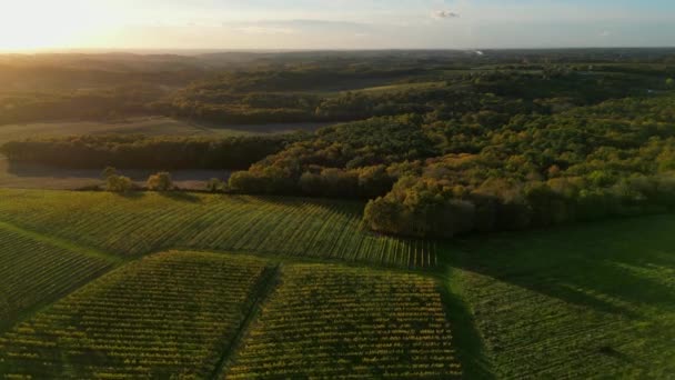 Vista Aerea Bordeaux Vigneto Foresta All Alba Film Drone Autunno — Video Stock