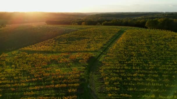 Luftaufnahme Bordeaux Weinberg Und Wald Bei Sonnenaufgang Film Drohne Herbst — Stockvideo