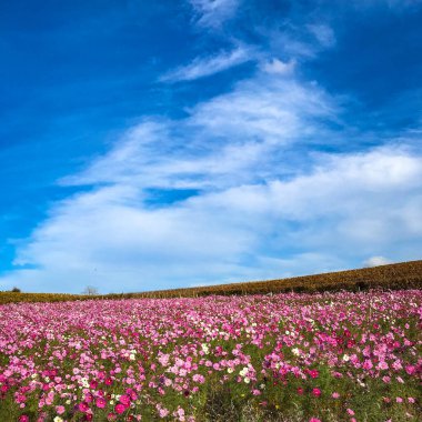 Çiçekler nadasa, Bordeaux üzüm bağındaki çok renkli çiçek tarlası, yabani çiçeklerin arasına ekilmiş organik şarap üretim bağları. Yüksek kalite fotoğraf