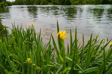 Fransa 'nın Charente nehrinin yakınlarında çiçek açan yabani nergisler. Yüksek kalite fotoğraf