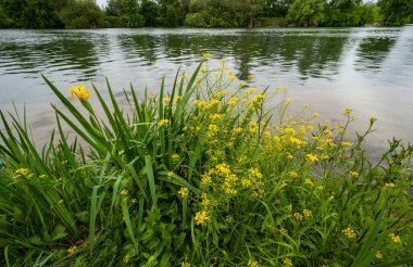 Fransa 'nın Charente nehrinin yakınlarında çiçek açan yabani nergisler. Yüksek kalite fotoğraf