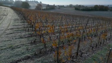 Bordeaux Bağları, Fransa 'nın Gironde kentindeki donların altında sonbaharda görülür. Yüksek kalite 4k görüntü