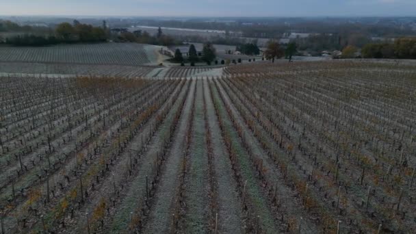 Aerial View Bordeaux Vineyard Autumn Frost Gironde France High Quality — Stock Video