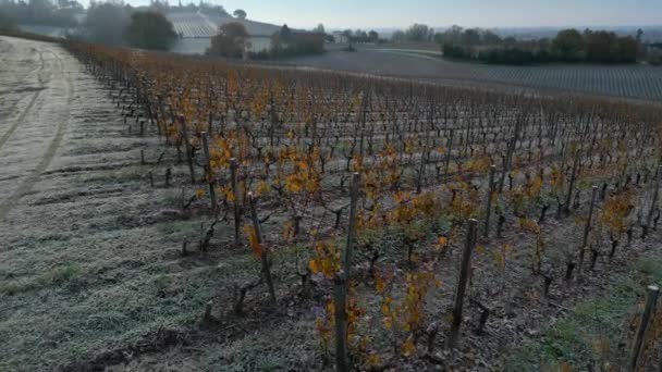 Widok Powietrza Winnicę Bordeaux Jesienią Pod Mrozem Gironde Francja Wysokiej — Wideo stockowe