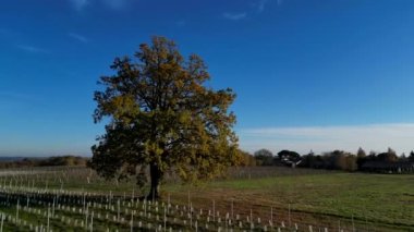 Sonbaharda Bordeaux üzüm bağlarındaki ikonik bir meşe ağacının hava manzarası. Yüksek kalite 4k görüntü