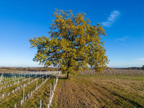 Beautiful tree, oak, Bordeaux vineyard over frost and smog and freeze in winter, landscape vineyard . High quality photo