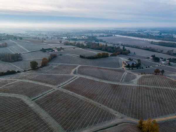 Bordeaux vineyard over frost and smog and freeze in winter, landscape vineyard . High quality photo