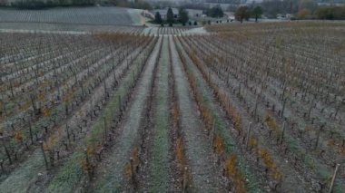 Bordeaux Bağları, Fransa 'nın Gironde kentindeki donların altında sonbaharda görülür. Yüksek kalite 4k görüntü