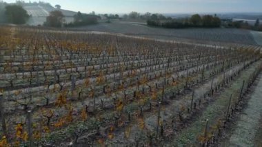 Bordeaux Bağları, Fransa 'nın Gironde kentindeki donların altında sonbaharda görülür. Yüksek kalite 4k görüntü