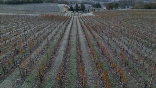 Vista Aérea Vinha Bordeaux Outono Sob Geada Gironde França Imagens — Vídeo de Stock