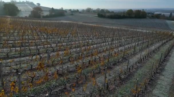 Widok Powietrza Winnicę Bordeaux Jesienią Pod Mrozem Gironde Francja Wysokiej — Wideo stockowe