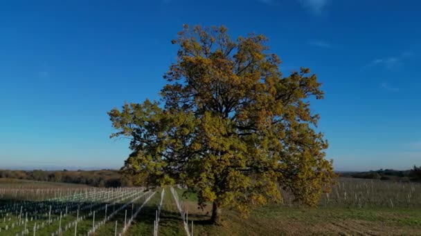 Sonbaharda Bordeaux Üzüm Bağlarındaki Ikonik Bir Meşe Ağacının Hava Manzarası — Stok video