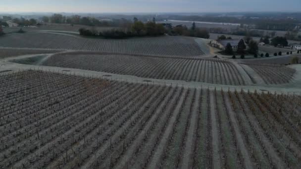 Luchtfoto Bordeaux Wijngaard Herfst Onder Vorst Gironde Frankrijk Hoge Kwaliteit — Stockvideo