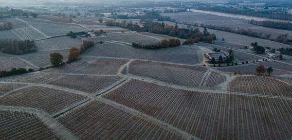 Bordeaux vineyard over frost and smog and freeze in winter, landscape vineyard . High quality photo