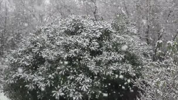 Snow Falling Garden Winter France Slow Motion High Quality Footage — Stockvideo