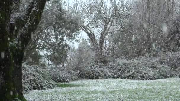 Timelapse Snow Falling Garden Winter France High Quality Footage — Vídeo de stock