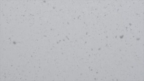 Χιόνι Πέφτει Στον Κήπο Χειμώνα Γαλλία Αργή Κίνηση Υψηλής Ποιότητας — Αρχείο Βίντεο