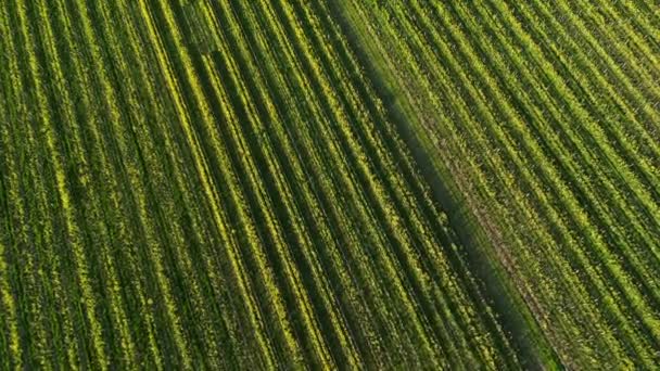 空中ビュー春にブドウの列の間の貯水池と草のブドウ畑とマスタードの花 エミリオン ジロンド フランス 高品質のフルHd映像 — ストック動画