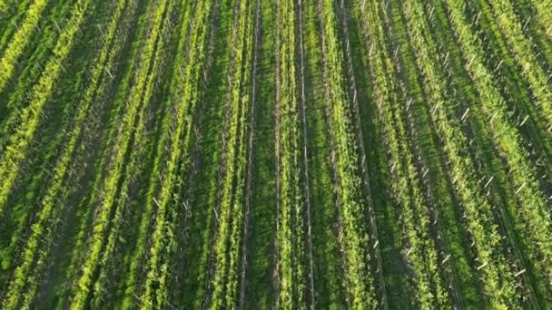 Aerial View Water Reservoir Grassed Vineyard Mustard Flowers Rows Vines — Stock Video