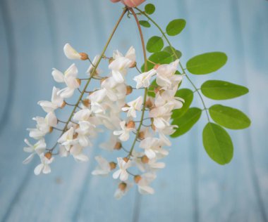 Mavi arka planda yapraklar, Akasya çiçekleri, Robinia psödoacia, Beyaz akasya, yüksek kaliteli fotoğraf
