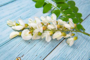 Mavi arka planda yapraklar, Akasya çiçekleri, Robinia psödoacia, Beyaz akasya, yüksek kaliteli fotoğraf