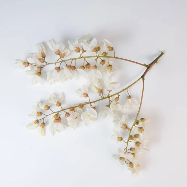 stock image Blossoming acacia with leafs isolated on white background, Acacia flowers, Robinia pseudoacacia, White acacia, High quality photo