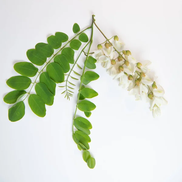 Blühende Akazie Mit Isolierten Blättern Auf Weißem Hintergrund Akazienblüten Robinienpseudoakazie — Stockfoto