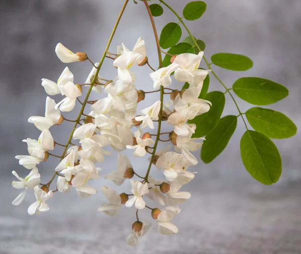 Acacia flowers fritters, Blossoming acacia with leafs, , Robinia pseudoacacia, White acacia, High quality photo