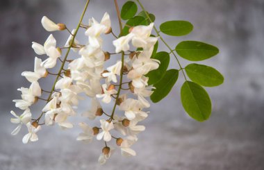 Gri arkaplanda yaprakları, Akasya çiçekleri, Robinia psödoacia, Beyaz akasya, yüksek kaliteli fotoğraf