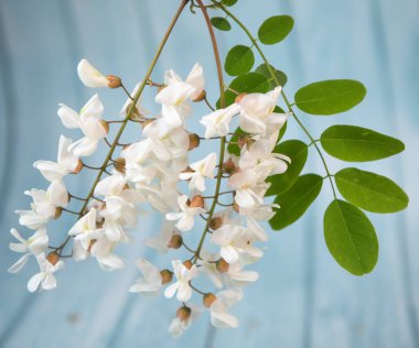 Mavi arka planda yapraklar, Akasya çiçekleri, Robinia psödoacia, Beyaz akasya, yüksek kaliteli fotoğraf