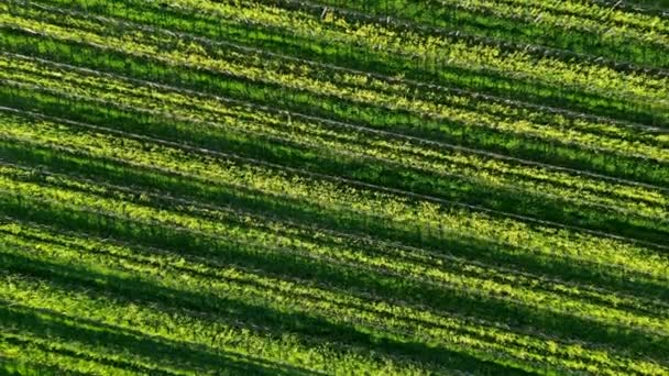 空中ビュー春にはブドウの列の間に草が茂ったブドウ畑とマスタードの花 エミリオン ジロンド フランス 高品質のフルHd映像 — ストック動画