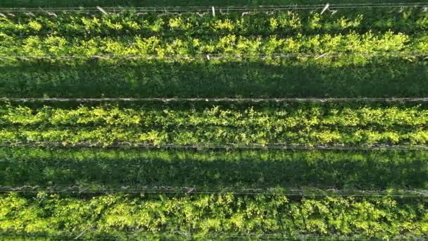 空中ビュー春にはブドウの列の間に草が茂ったブドウ畑とマスタードの花 エミリオン ジロンド フランス 高品質のフルHd映像 — ストック動画