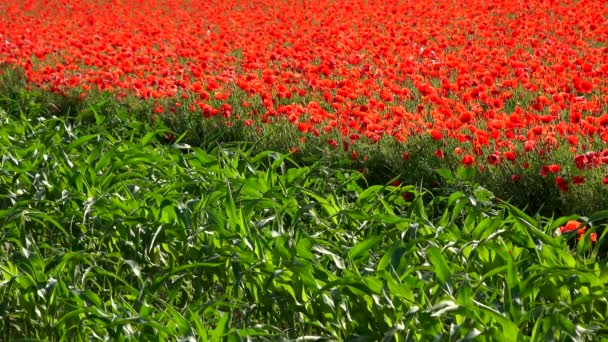 Fields Corn Poppies High Quality Footage — Stock Video