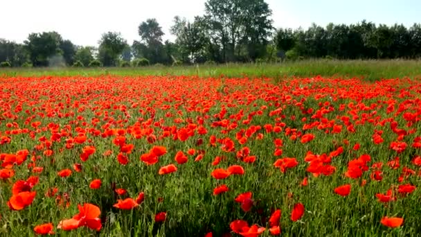 Bees Pollinate Wild Red Poppy Flowers Meadow High Quality Footage — Stock Video