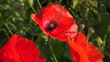 Vahşi gelincikler, güzel yaz kırsalları. Taze yeşil çayır, parlak kırmızı çiçekli, güneşli bir gün. Yüksek kalite 4k görüntü