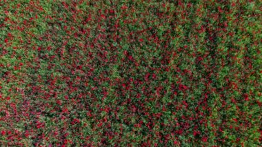 Arılar çayırdaki kırmızı gelincik çiçeklerini polenlerler, yüksek kaliteli 4K görüntü.