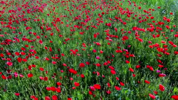 Les Abeilles Pollinisent Les Fleurs Sauvages Pavot Rouge Dans Prairie — Video