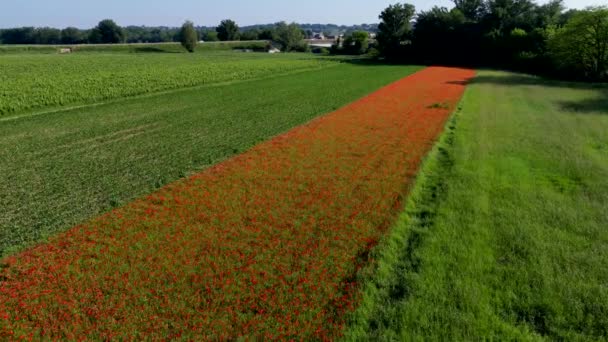 Luftaufnahme Von Mais Und Mohnfeldern Schöne Ländliche Sommerlandschaft Hochwertiges Filmmaterial — Stockvideo