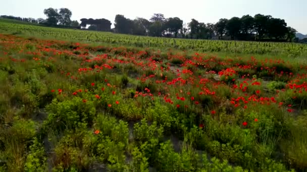 Luftaufnahme Der Felder Von Bordeaux Weinberg Und Mohn Schöne Sommer — Stockvideo