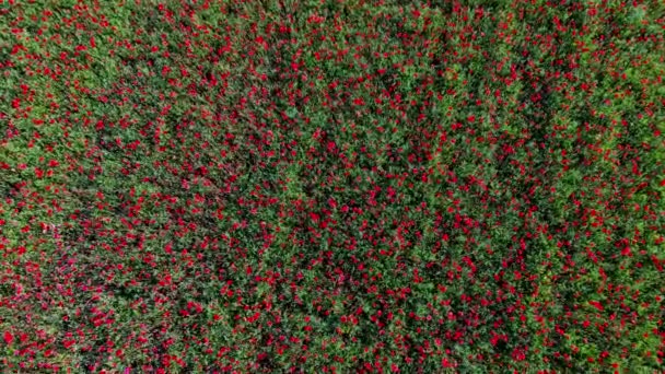Abelhas Polinizam Flores Papoula Vermelha Selvagem Prado Imagens Alta Qualidade — Vídeo de Stock